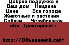 Добрая подружка,в Ваш дом!!!Найдена › Цена ­ 10 - Все города Животные и растения » Собаки   . Челябинская обл.,Трехгорный г.